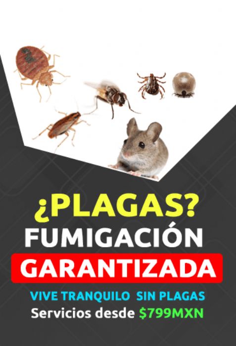Fumigación de hormigas